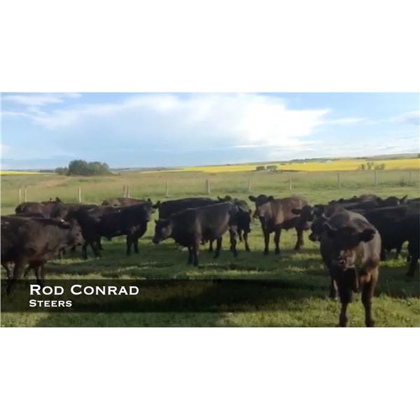 Rod Conrad Steers