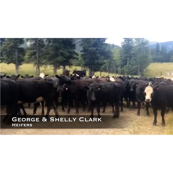 George & Shelly Clark Heifers
