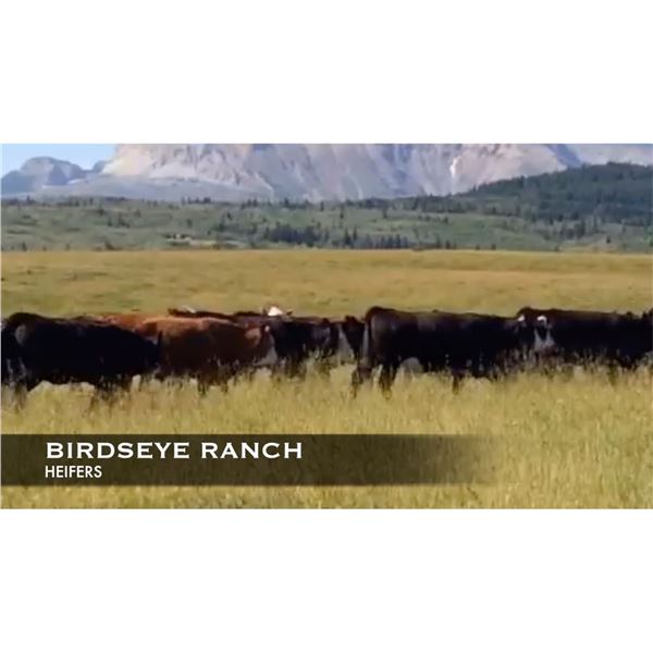 Birdseye Ranch Heifers