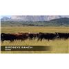 Image 1 : Birdseye Ranch Heifers