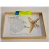 Image 1 : 4 GENUINE COLLECTIBLE SAND TIGER SHARK TEETH