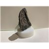 Image 2 : GENUINE FOSSIL OTHOCERAS MORROCO RETAIL $1,248