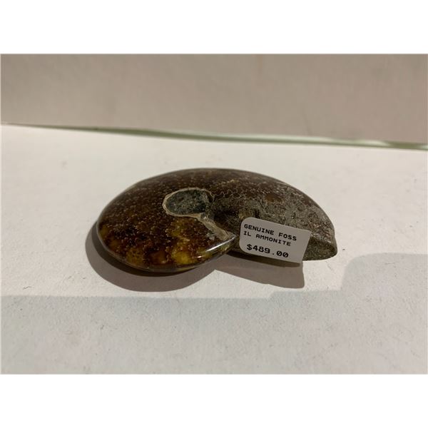 GENUINE FOSSIL AMMONITE RETAIL $489