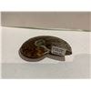 Image 1 : GENUINE FOSSIL AMMONITE RETAIL $489