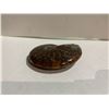 Image 2 : GENUINE FOSSIL AMMONITE RETAIL $489