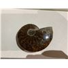 Image 3 : GENUINE FOSSIL AMMONITE RETAIL $489