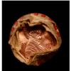 Image 2 : Shotgun Lincoln 1c roll, 1985-d 50 pcs Brandt Wrapper.