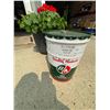 Image 1 : BA Quality Motor Oil Empty Can 5 Gallons & Lid
