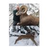 Image 2 : $5000 hunt credit a hunt for selected species in British Columbia, Canada