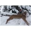 Image 4 : $5000 hunt credit a hunt for selected species in British Columbia, Canada