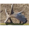 Image 1 : Moose antler shed