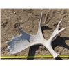 Image 2 : Moose antler shed