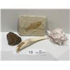 Image 1 : Fish Fossil, Bug Fossil  & Carved Moose Antler