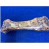 Image 2 : The Chompery-Beef Foreshank Bone