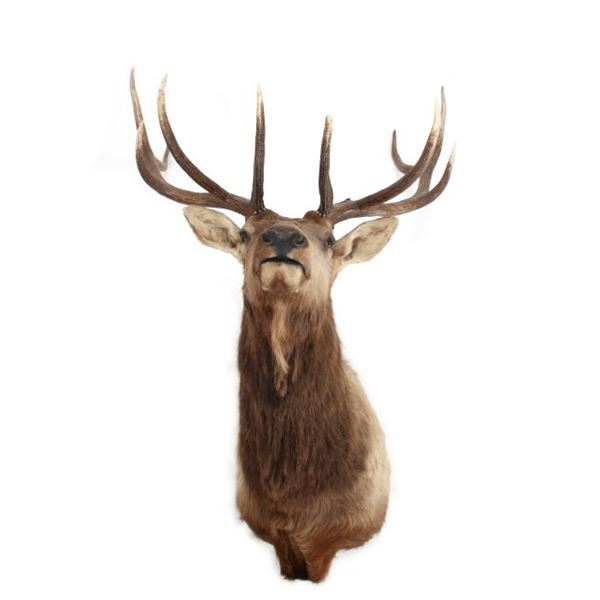 Montana 5x5 Elk Professional Taxidermy