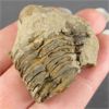 Image 2 : Fossil Lot - Raw Trilobite, Orthoceras & Crinoid Stems