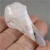 Image 1 : Crystal Raven Skull - Agatized Quartz