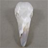 Image 3 : Crystal Raven Skull - Agatized Quartz