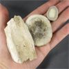 Image 2 : Lot of Antler / Horn Plates 