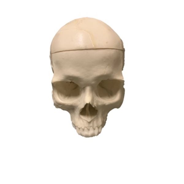 Django Calvin Candie (Leonardo DiCaprio) Skull Movie Props