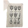 Image 2 : Tulip Fever Tulip Catalog Movie Props