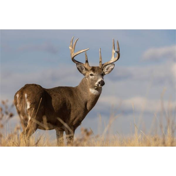 5-Day Kansas Whitetail Hunt for 1