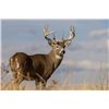 Image 1 : 5-Day Kansas Whitetail Hunt for 1