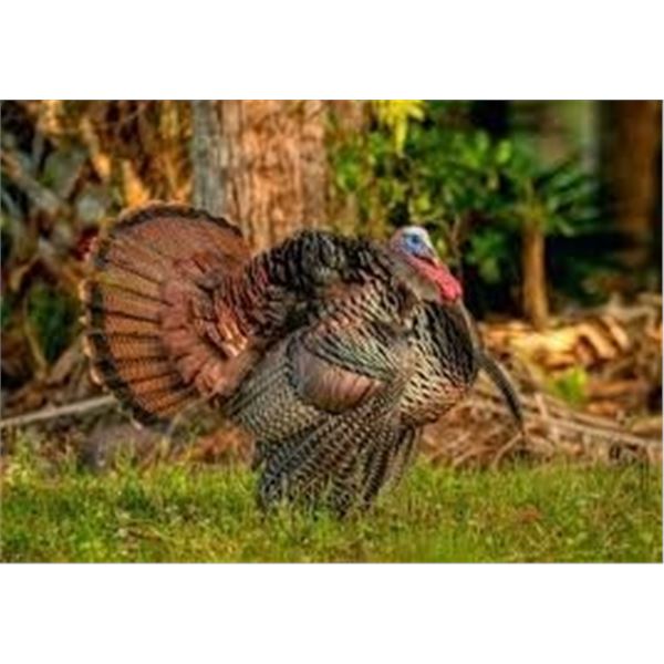 3-Day Osceola Turkey Hunt for 2 with Blake Rice, owner of TSS Ammo