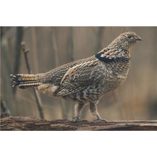 2-Day Michigan Ruffed Grouse/Woodcock Hunt for 2