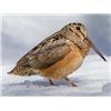 Image 2 : 2-Day Michigan Ruffed Grouse/Woodcock Hunt for 2