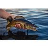 Image 1 : 2-Day Wisconsin Walleye Fishing for 2