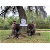 Image 3 : 2.5 Day Florida Osceola Hunt for 1