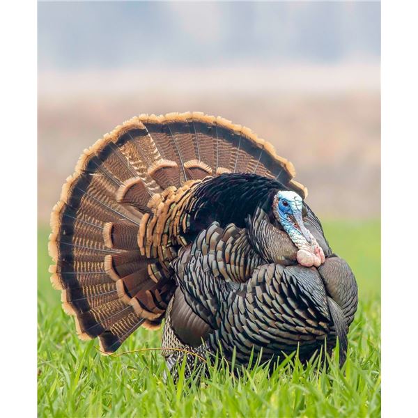 2-Day Oklahoma Turkey Hunt for 2