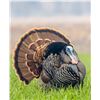 Image 1 : 2-Day Oklahoma Turkey Hunt for 2