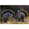 Image 1 : 3-Day New Mexico Merriam's Hunt for 1 Plus Youth Hunter