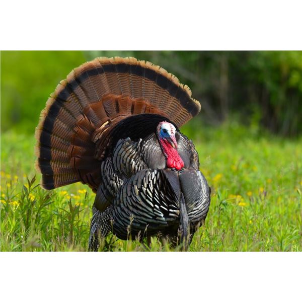 3-Day Alabama Turkey for 1 Adult and 1 Youth