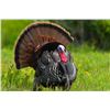 Image 1 : 3-Day Alabama Turkey for 1 Adult and 1 Youth