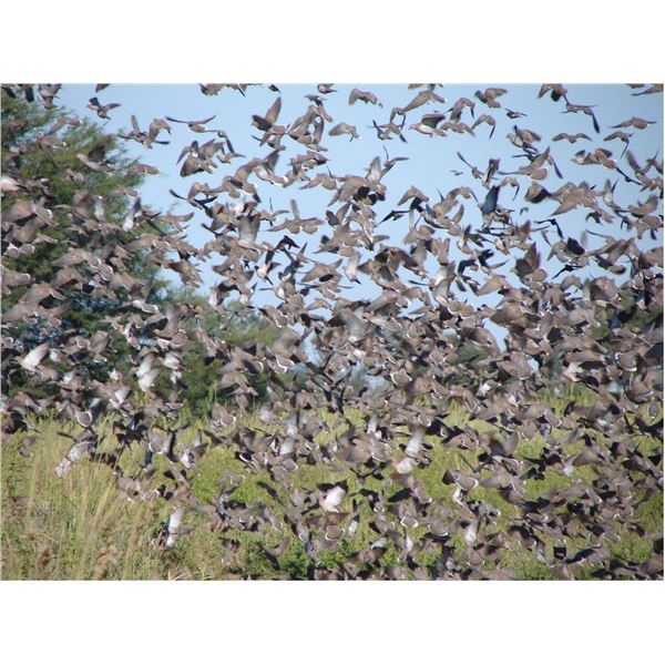 Argentina Dove Hunt