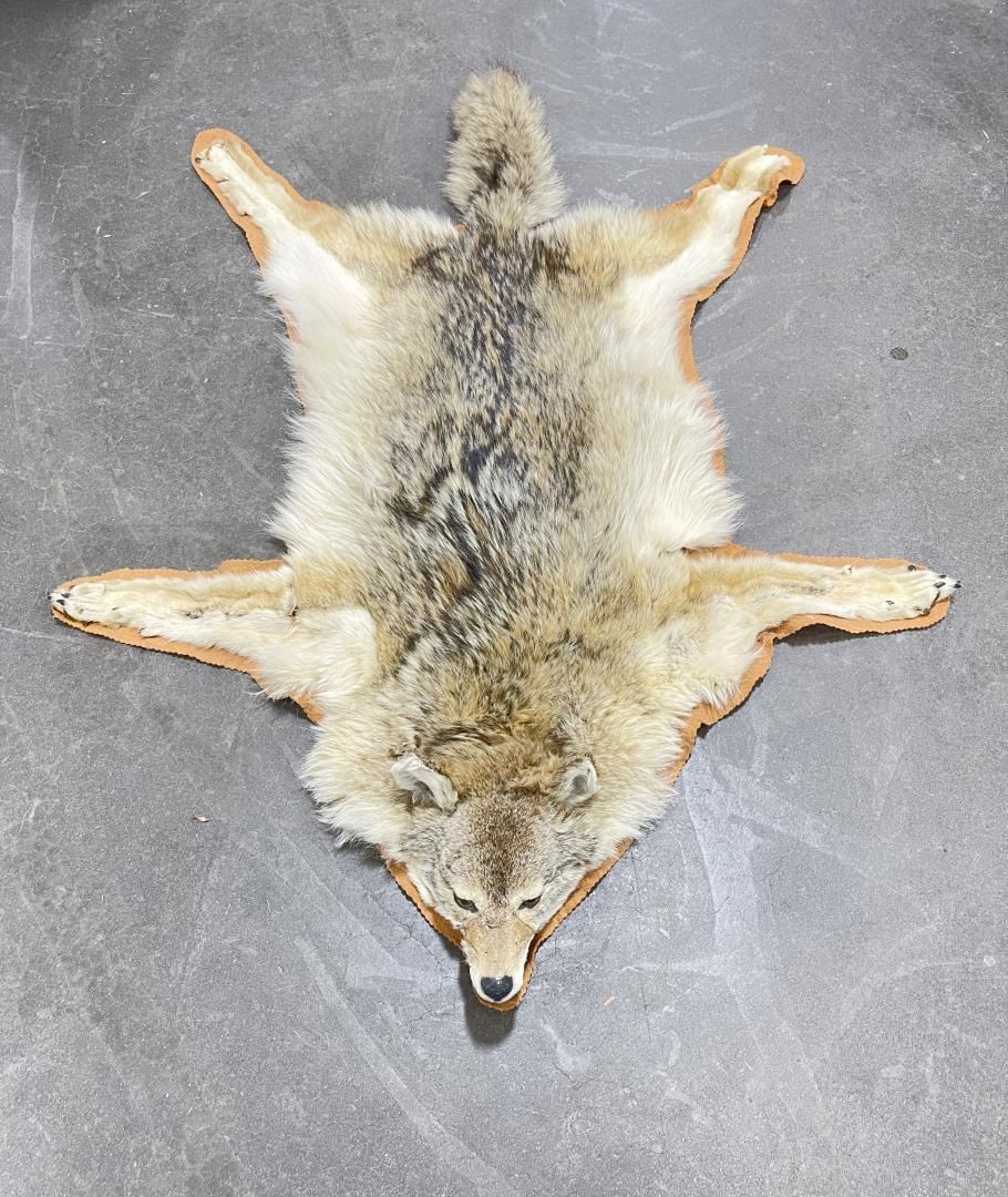 Taxidermy Coyote Rug