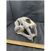 Image 1 : Sabretooth Tiger Skull