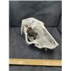 Image 2 : Sabretooth Tiger Skull