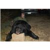 Image 4 : 7-day black bear hunt for one hunter in MN