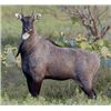 Image 1 : 3-day Nilgai Hunt for one hunter in Pearsall, TX