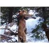 Image 1 : Mossback Outfitters 5-day mountain lion hunt for one hunter and 1 observer in Utah or Arizona