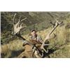 Image 1 : 5-day Stag Hunt for one Person in New Zealand