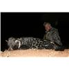 Image 16 : UPDATED...10-day nocturnal rodents, small cats, and pigs hunt in Limpopo, South Africa