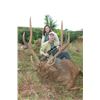 Image 1 : Mauritius Rusa Deer Hunt