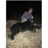 Image 2 : NEW!!! North Carolina black bear hunt one hunter