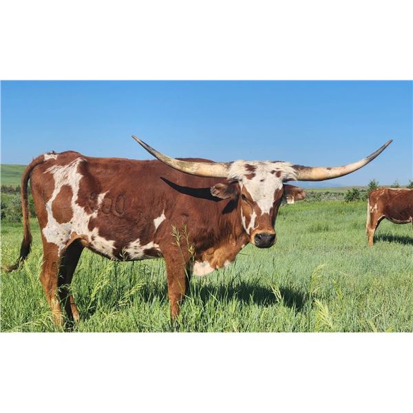 SCRATCH: HCR SITTIN PRETTY