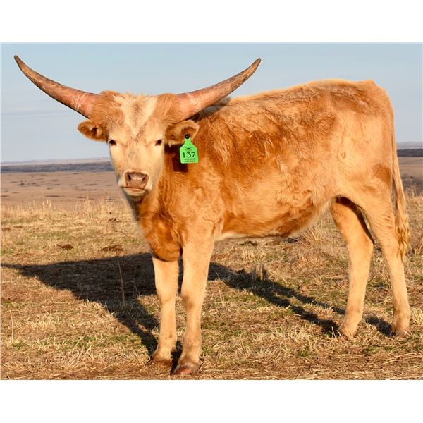 GLR GOLDEN ARCHERS GAL